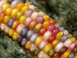 corn-GMO-461964