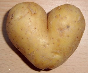 GM-Potato